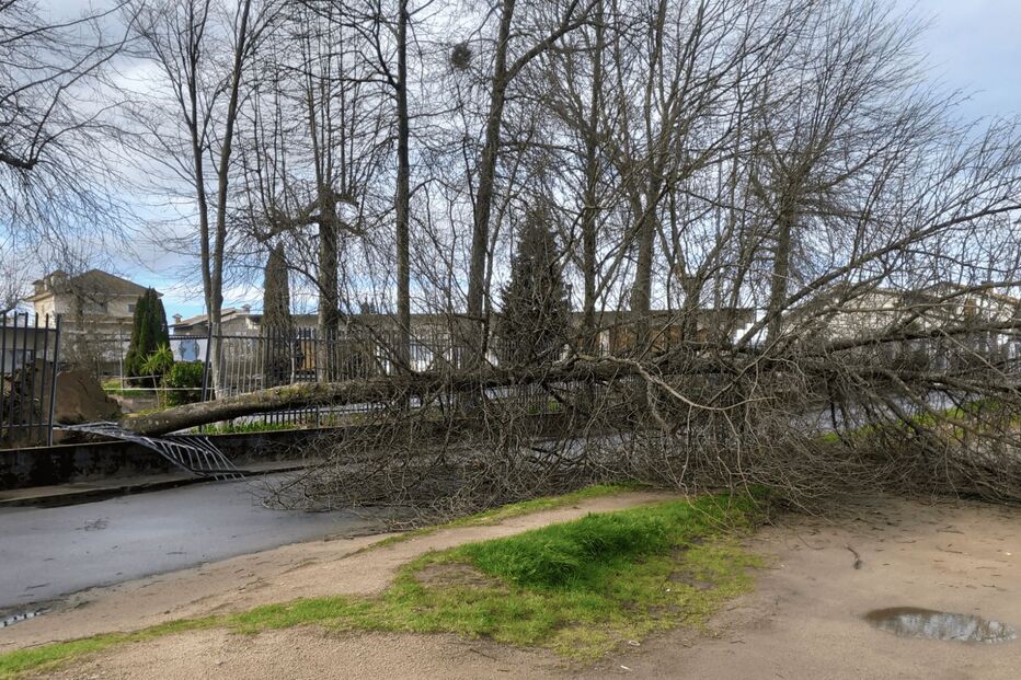 Árvores caem em recintos de escolas no Marco Canaveses