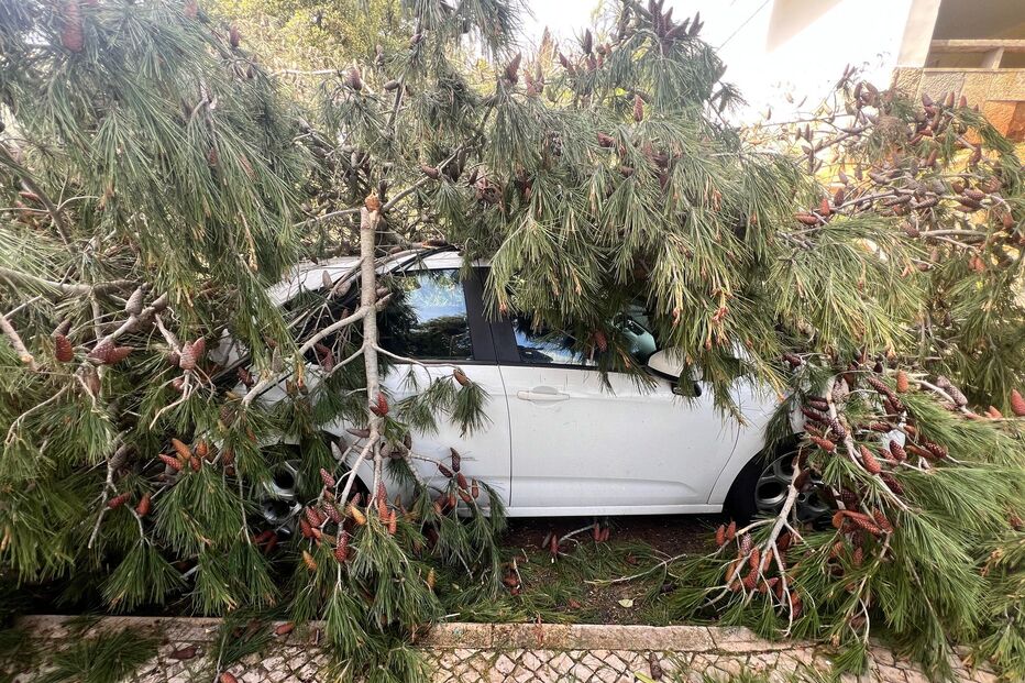 Árvores derrubadas pelo mau tempo caem em cima de carros em Cascais