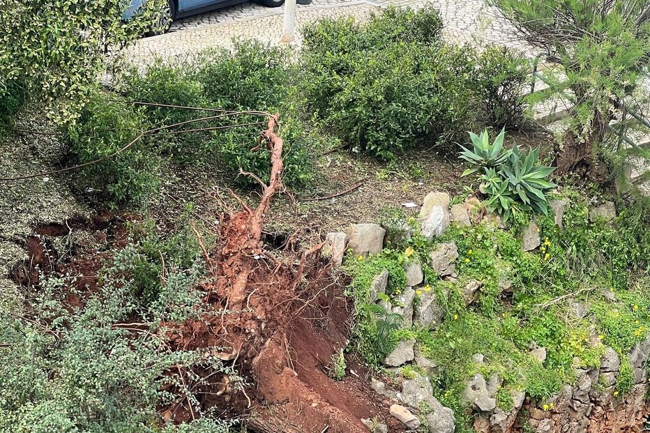 Árvores derrubadas pelo mau tempo caem em cima de carros em Cascais