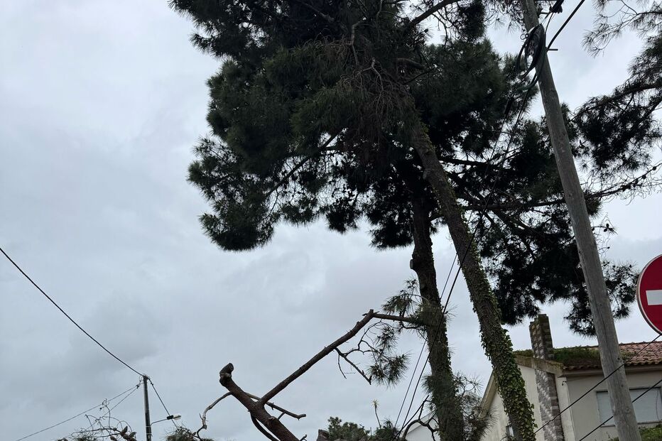 Árvore cai cima de carro na Charneca da Caparica