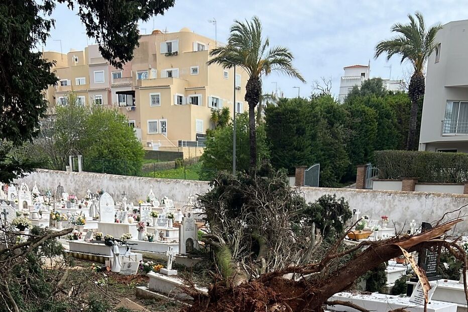 Árvore cai sobre campas no cemitério de Ferragudo