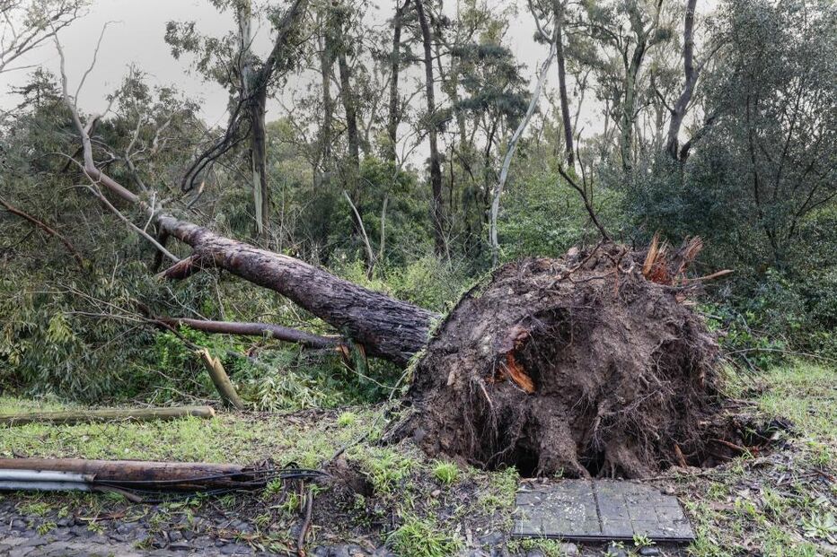Queda de árvores em Monsanto, Lisboa