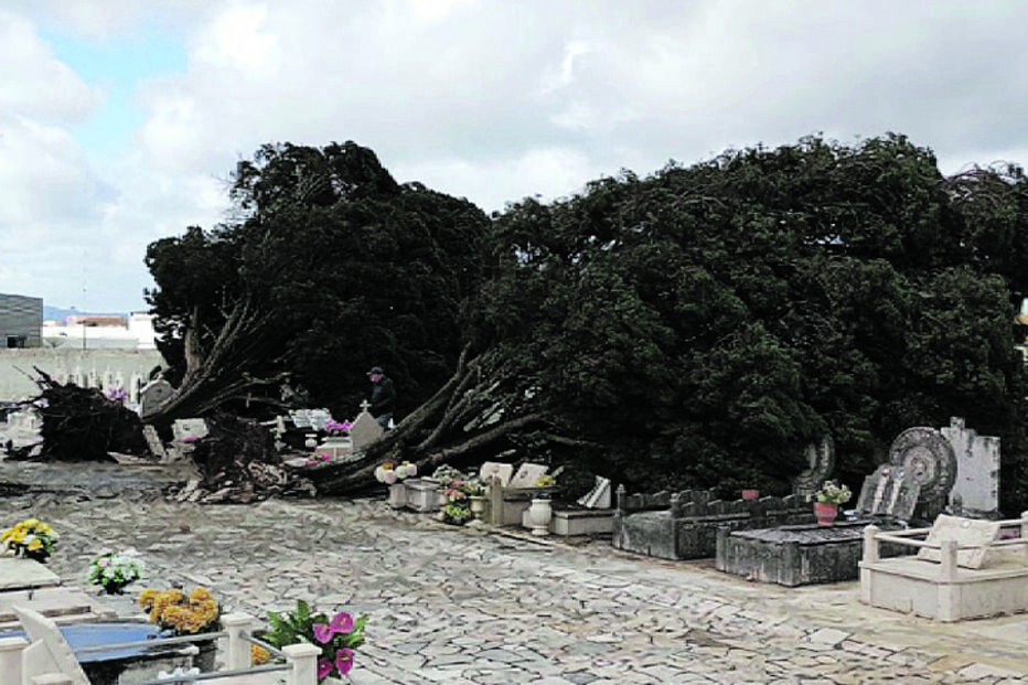 Sintra. Árvores foram arrancadas pelo vento e caíram em cima das campas no cemitério de Montelavar
