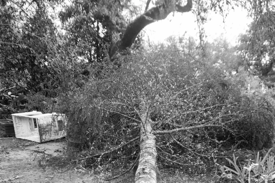 Tempestade na casa de Luísa Sobral