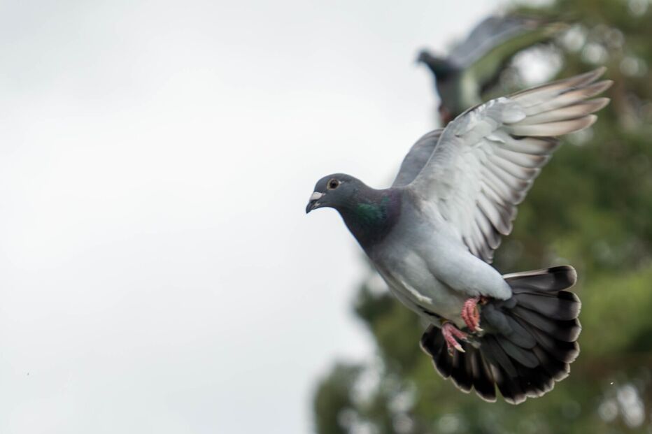 Pombo