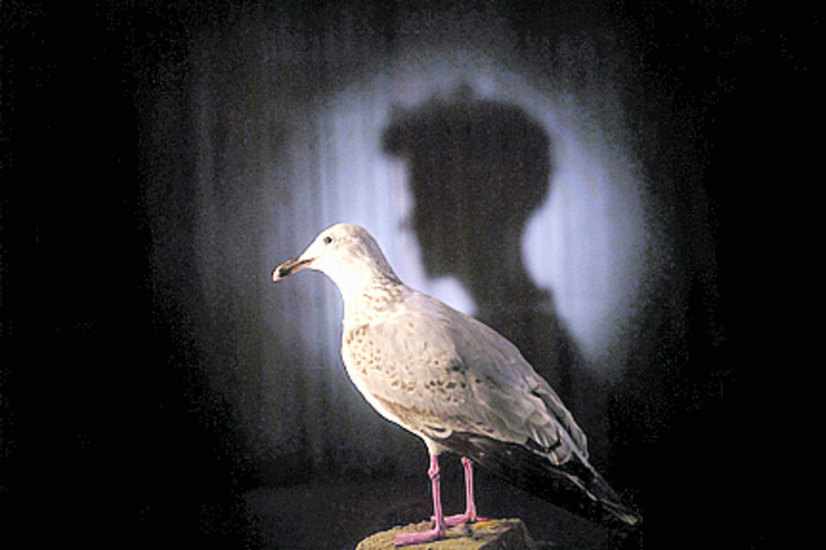 ‘Uma gaivota comme il faut’ - Centro Cultural de Belém 