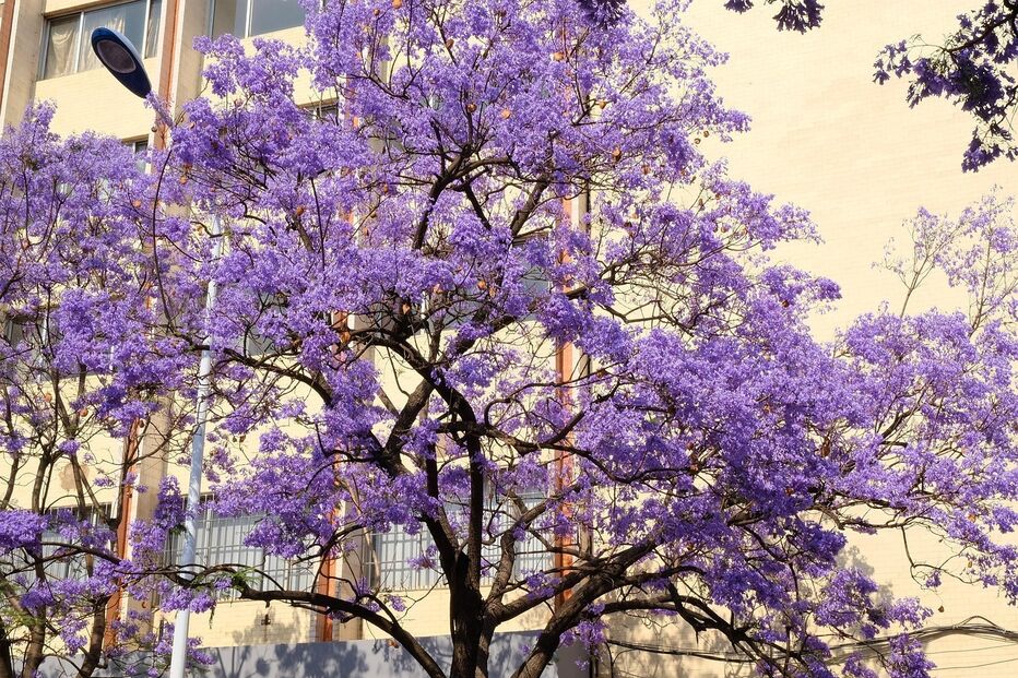 Jacarandas
