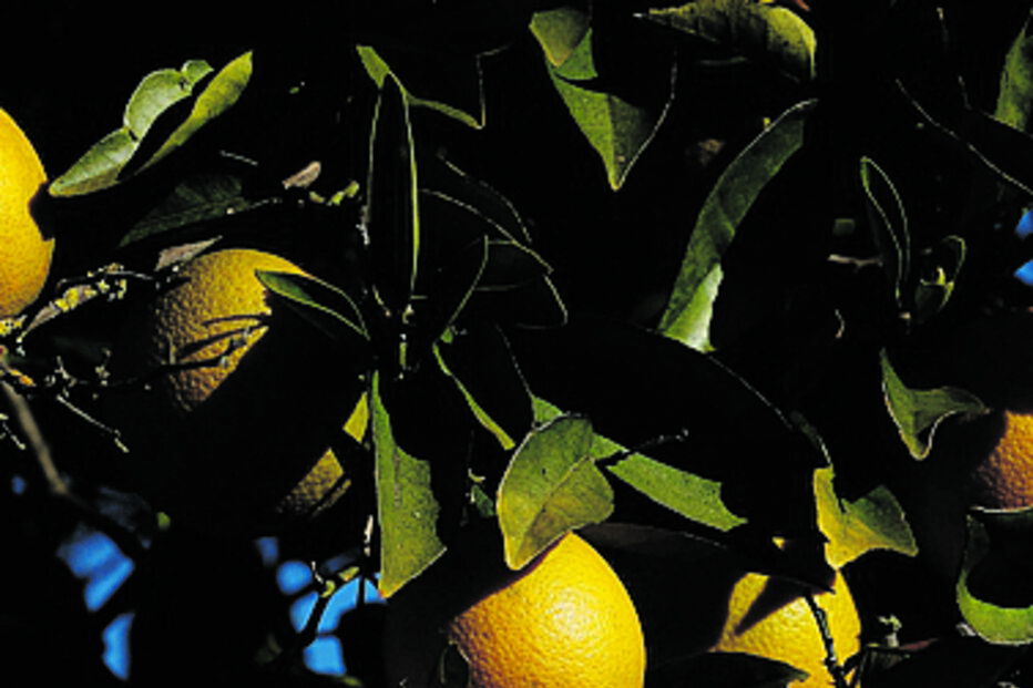 Prejuízos de 30% na produção de citrinos