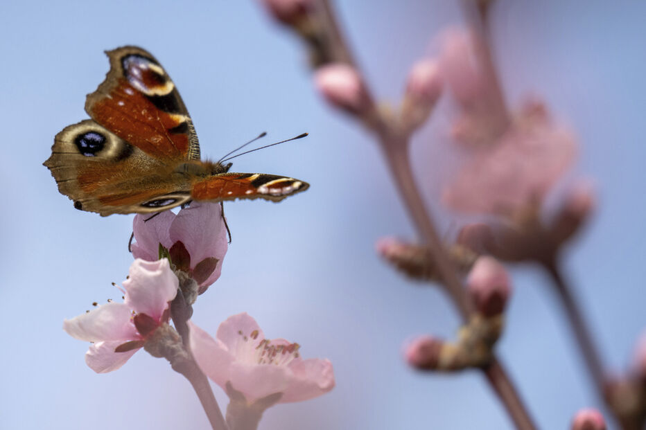 Flores de pessegueiro da vinha em Bremm, na Alemanha