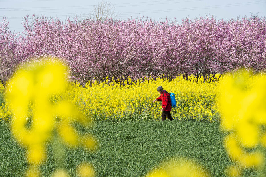 Campo de flores na China