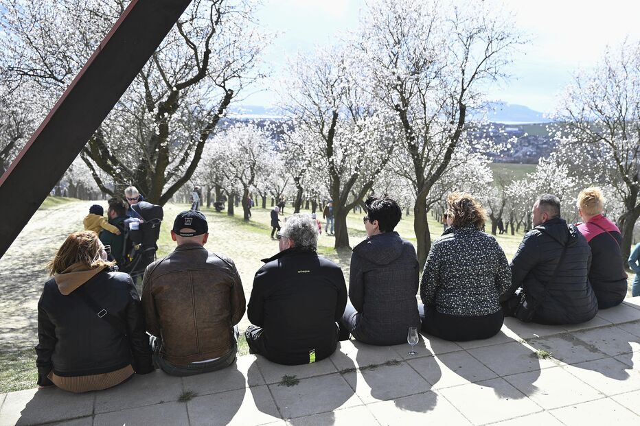 Flores de amendoeira na República Checa