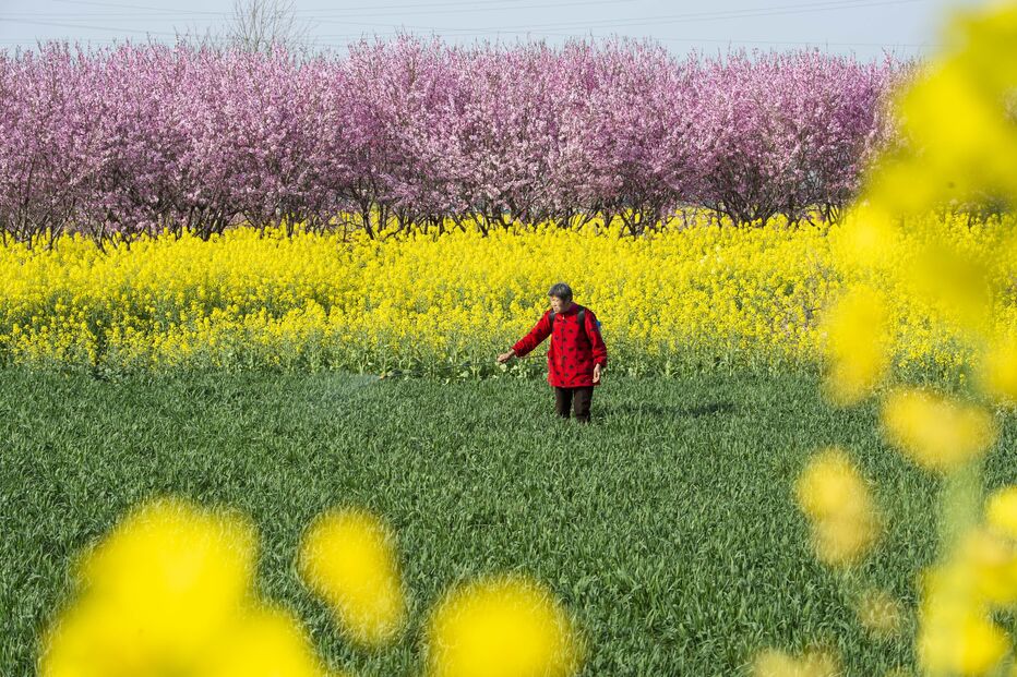 Campo de flores na China