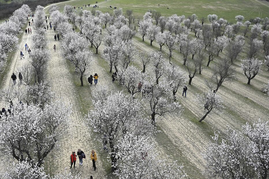 Flores de amendoeira na República Checa