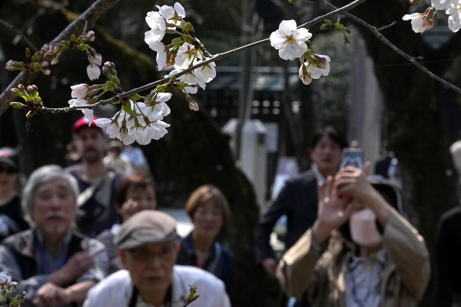 Flores de cerejeira no Japão