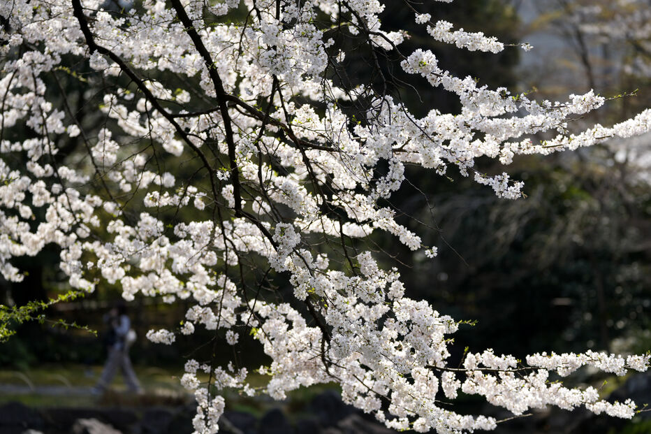 Flores de cerejeira no Japão