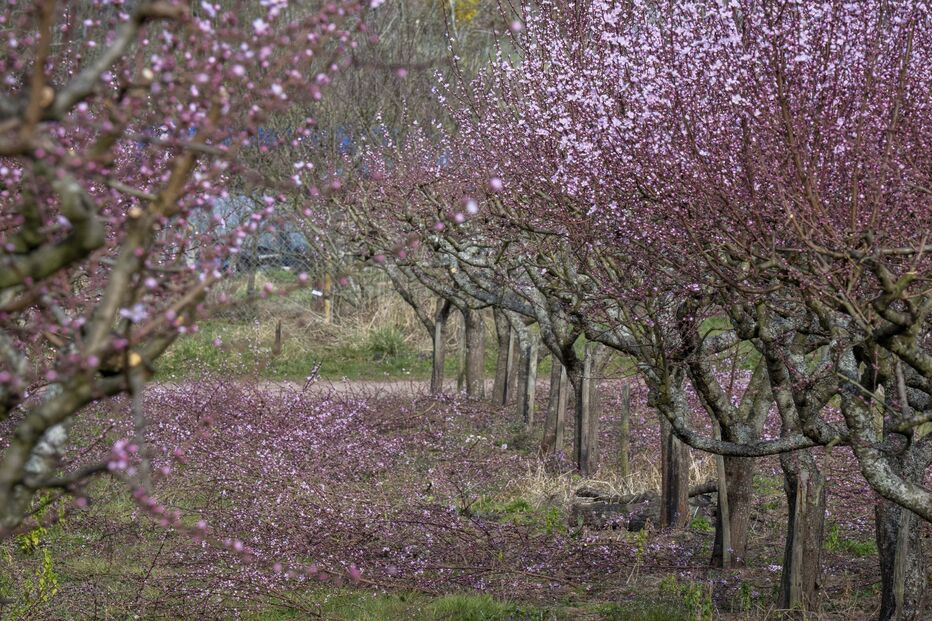 Flores de pessegueiro na Suíça