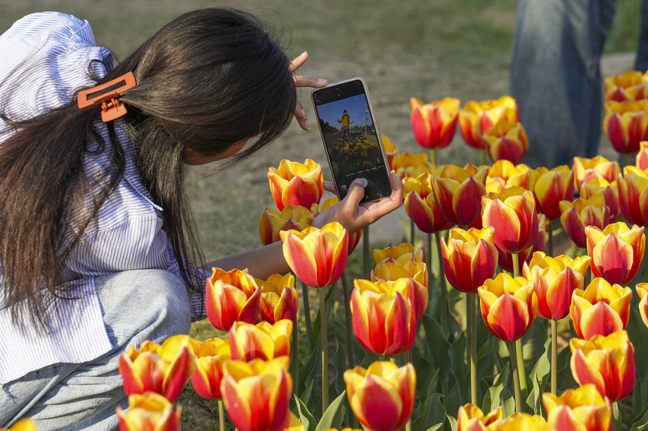 Festival de Tulipas em Nova Deli, na Índia