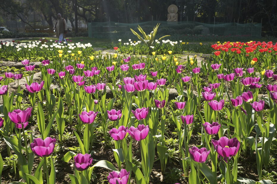 Festival de Tulipas em Nova Deli, na Índia