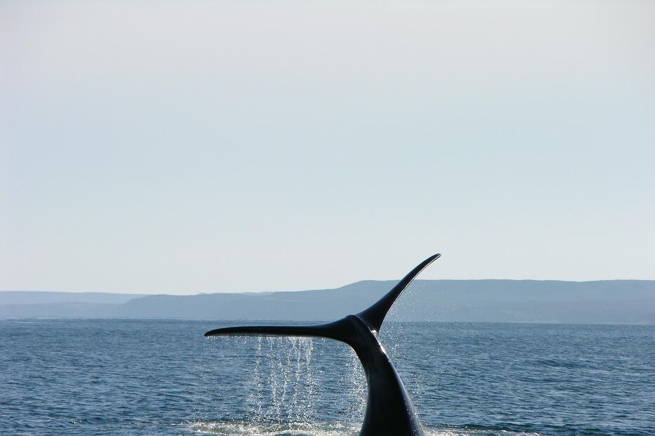 Oceano