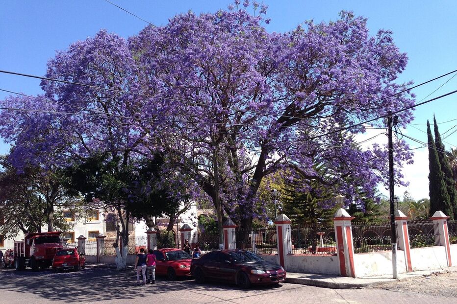 Jacarandas