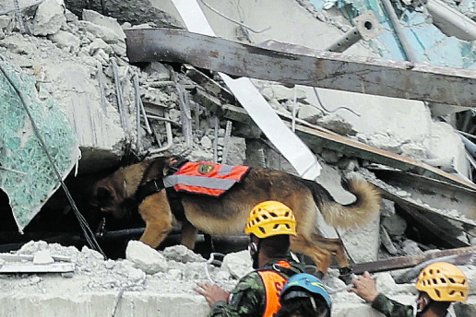 Cães pisteiros procuram vítimas
