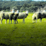 Preços do cabrito e borrego disparam antes da Páscoa