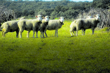 Más notícias esta Páscoa: Borrego e cabrito estão mais caros