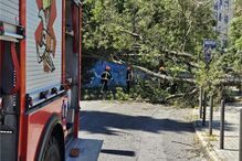 Criança de 8 anos atingida por árvore em Santo António dos Cavaleiros