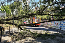 Criança de 8 anos atingida por árvore em Santo António dos Cavaleiros