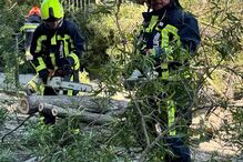 Criança de 8 anos atingida por árvore em Santo António dos Cavaleiros