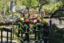 Criança de 8 anos atingida por árvore em Santo António dos Cavaleiros