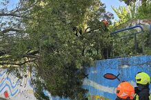 Criança de 8 anos atingida por árvore em Santo António dos Cavaleiros