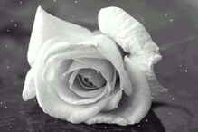 Publicação Daniel Nascimento