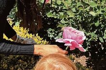 A duquesa de Sussex oferece uma rosa à filha, Lilibeth