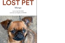 Cão de Sara Sampaio