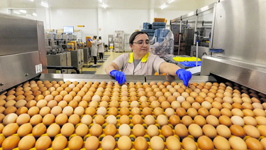 Ovos encarecem doces de natal
