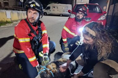 Bombeiros salvam bode que subiu a telhado em Cantanhede