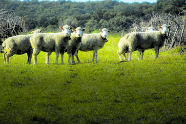 Preços do cabrito e borrego disparam antes da Páscoa