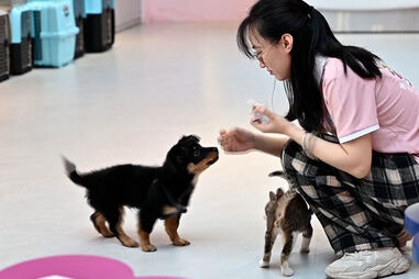 China vai inaugurar o primeiro terminal de aeroporto para animais de estimação