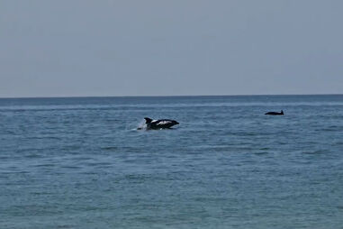 Golfinhos surpreendem banhistas no Algarve  