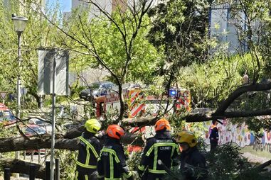 Criança de 8 anos atingida por árvore em Santo António dos Cavaleiros