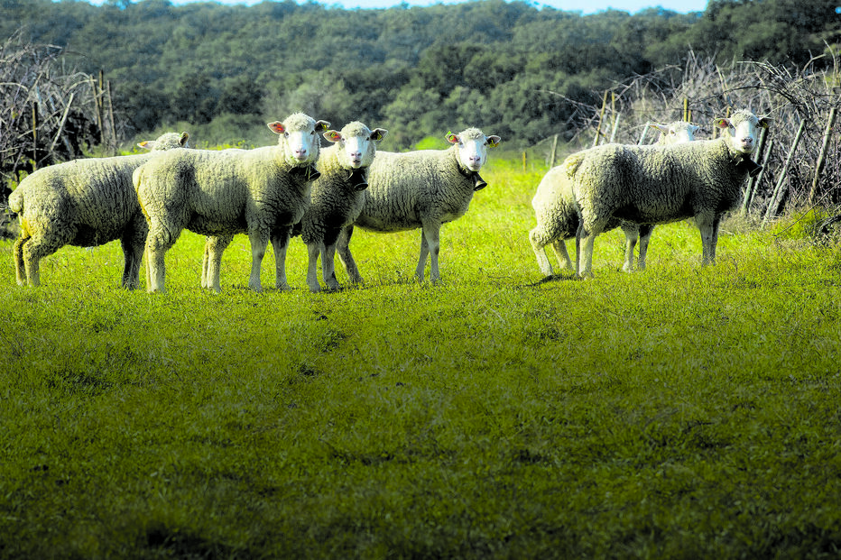 Preços do cabrito e borrego disparam antes da Páscoa