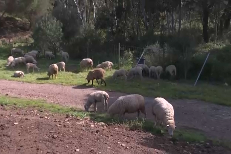 Rebanhos de ovelhas atacados por cães em Lagos