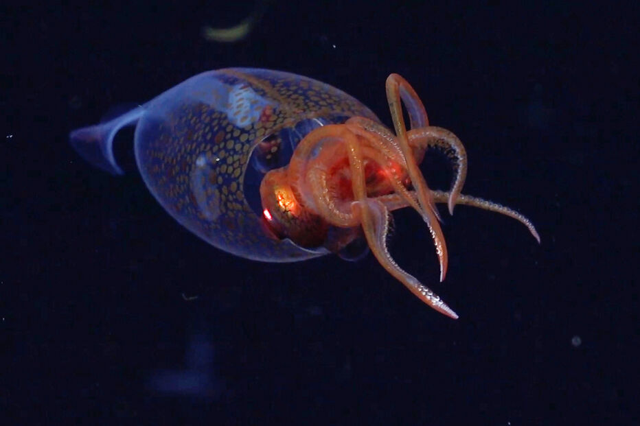 Captadas primeiras imagens de uma lula colossal em mar profundo