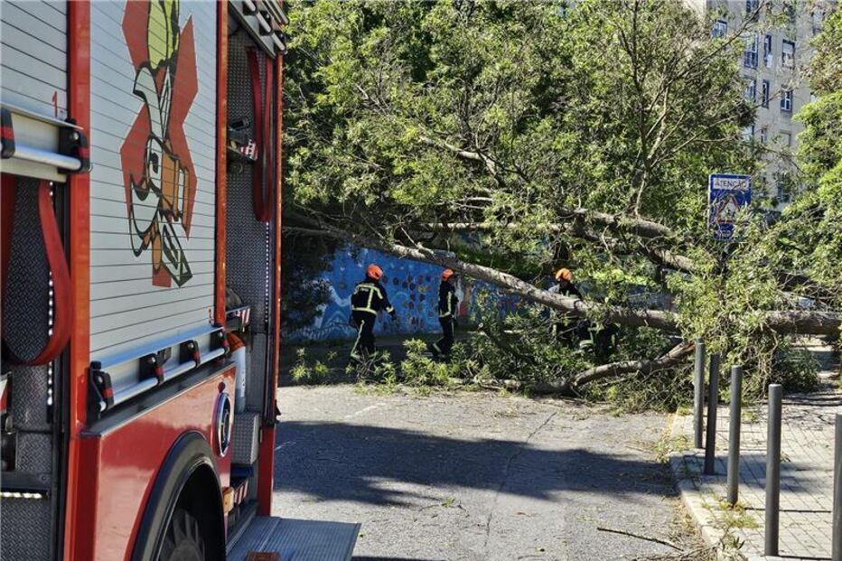 Criança de 8 anos atingida por árvore em Santo António dos Cavaleiros