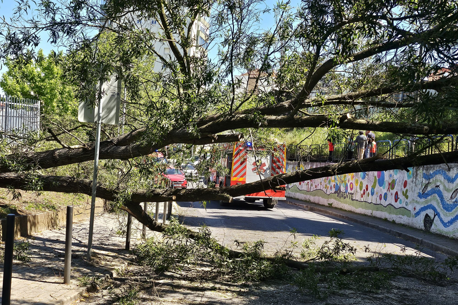 Criança de 8 anos atingida por árvore em Santo António dos Cavaleiros