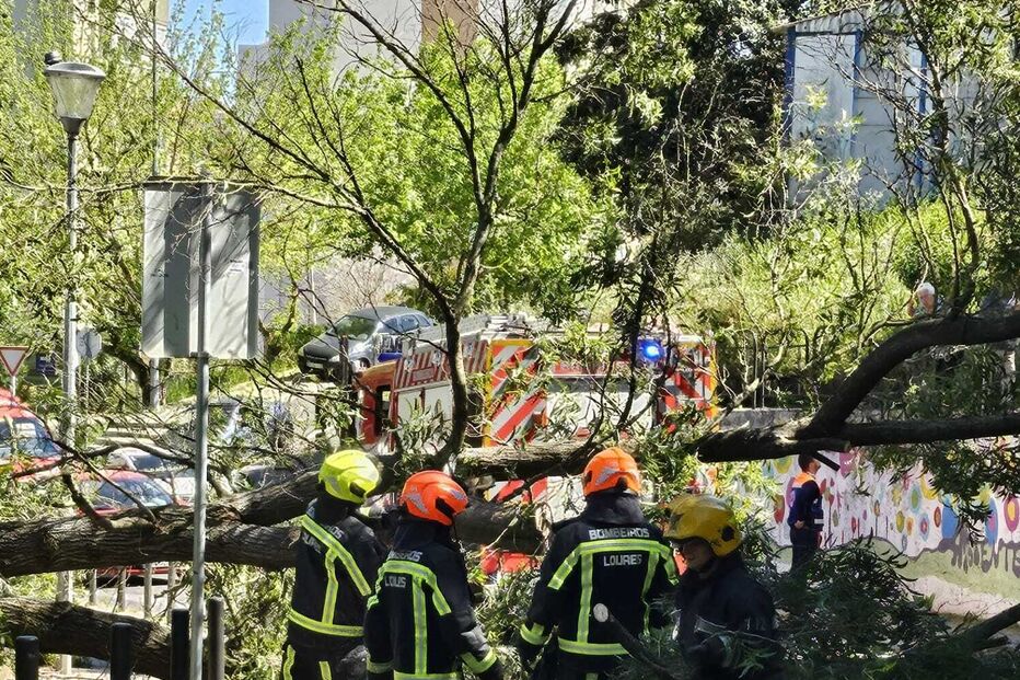 Criança de 8 anos atingida por árvore em Santo António dos Cavaleiros