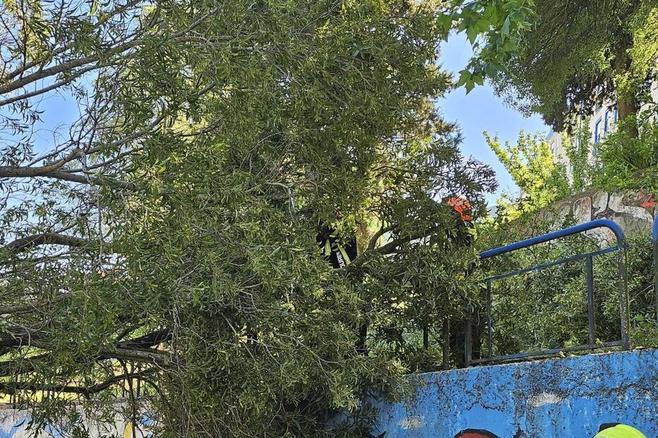 Criança de 8 anos atingida por árvore em Santo António dos Cavaleiros