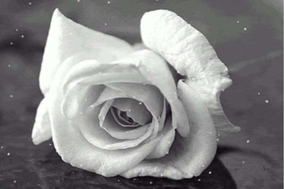 Publicação Daniel Nascimento