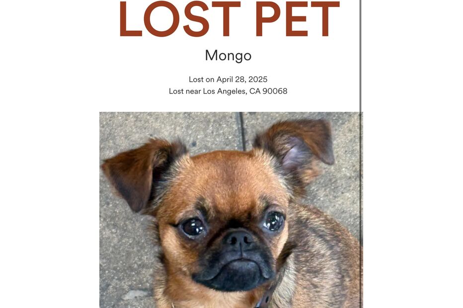 Cão de Sara Sampaio